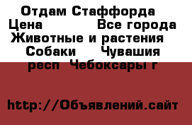 Отдам Стаффорда › Цена ­ 2 000 - Все города Животные и растения » Собаки   . Чувашия респ.,Чебоксары г.